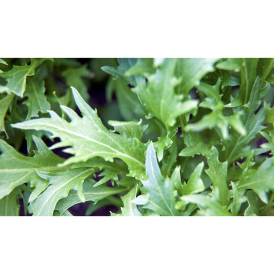 SALAD GREEN; Mizuna